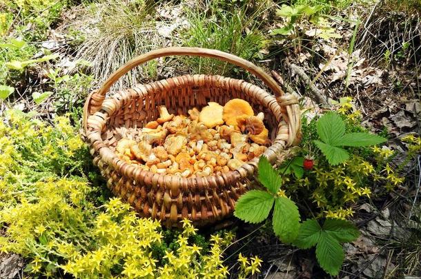 美<strong>丽</strong>的<strong>可</strong>以吃的蘑菇精选的采用森林,立陶宛