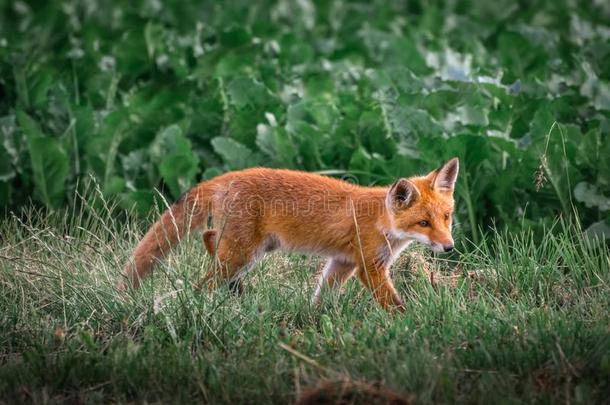 红色的狐幼小的兽.狐狐.欧洲的野生的鸟兽等.