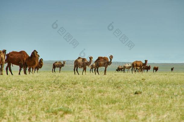 bactrian骆驼双峰驼或两个-有肉峰的骆驼