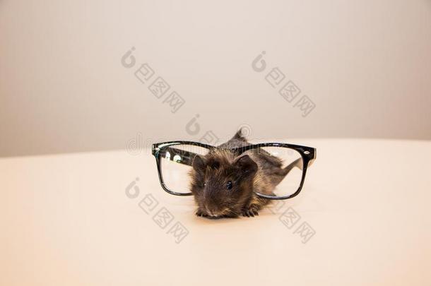 畿尼猪采用眼镜