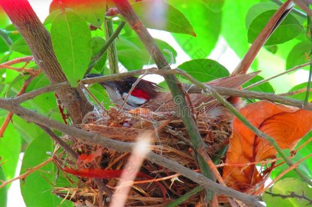 美丽的夜莺鸟或指已提到的人红色的-whiske红色的夜莺比克诺图斯jocose开玩笑的