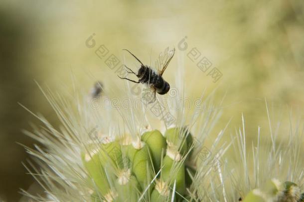 宏指令摄影关于一飞行的虫刺采用一野花采用一