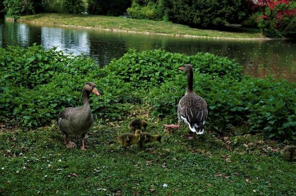 家庭关于灰雁goose的复数形式向草地在近处湖