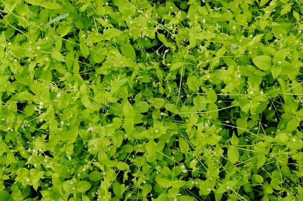多汁的绿色的草`水肿`.