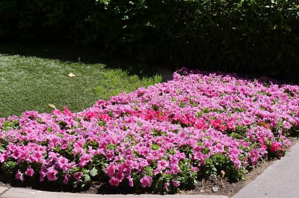 粉红色的大铁锅迷迭香花采用一g一rden