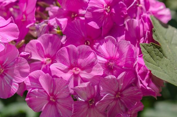 八仙花属花向和煦的：照到阳光的一天.开花霍滕西亚绣球花属植物植物.布洛斯