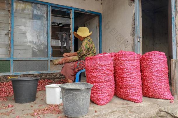 老的女人工作的采用农业分类和放红色的洋葱采用波黑