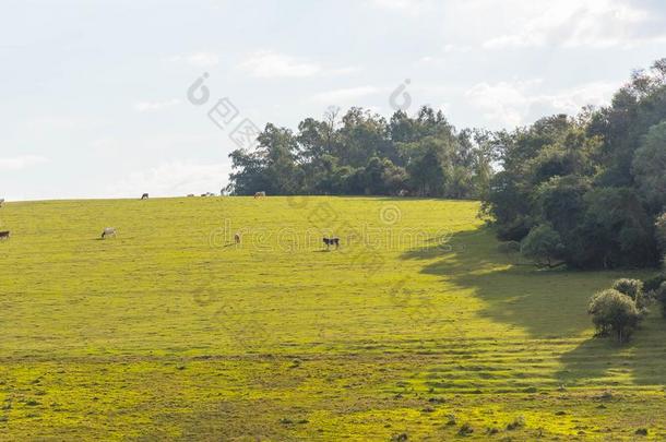 牛生育农场向边巴西苏木-乌拉圭05