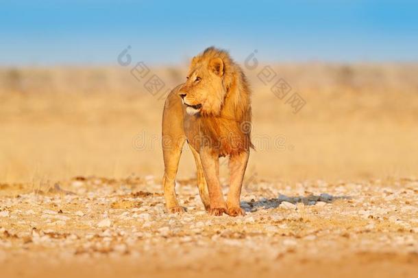 狮子走.肖像关于非洲的狮子,豹属狮子,详述关于大的
