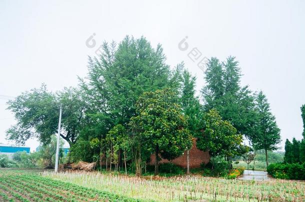 中国人村民住宅和树