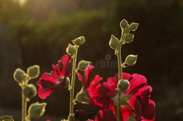 红色的花和绿色的芽.裁切不正的射手关于锦葵属植物花.