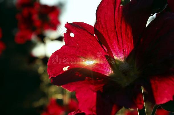 红色的花和绿色的芽.裁切不正的射手关于锦葵属植物花.