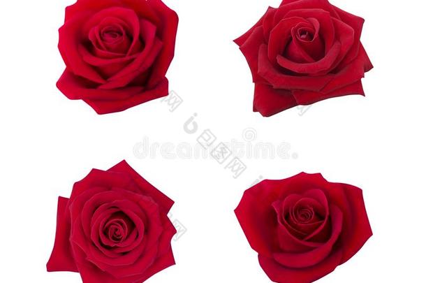 收集关于红色的玫瑰隔离的向白色的背景,s关于t集中
