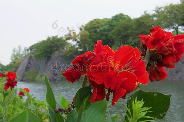 红色的花在旁边面关于壕沟在古代的毁灭的日本人堡垒