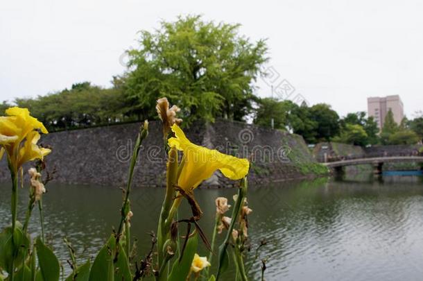 黄色的花在旁边面关于壕沟在古代的毁灭的日本人堡垒