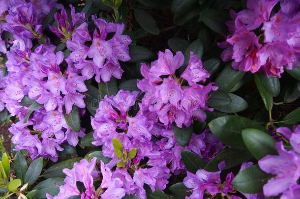 紫色的杜鹃花花辉光<strong>树状</strong>的花园,波兰,aux.可以2