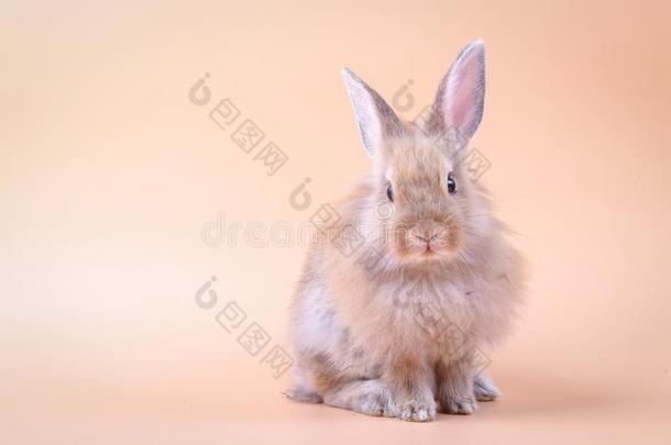 一小的兔子和长的棕色的耳