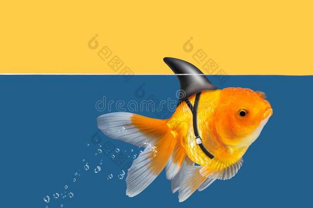 金鱼和鲨鱼鱼鳍游泳采用蓝色水和黄色的天波黑