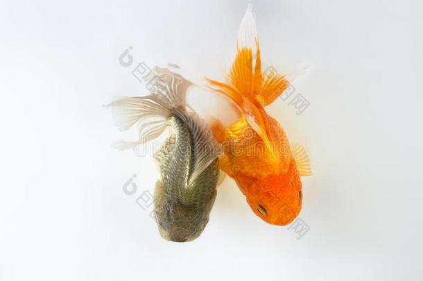 二重唱金鱼游泳向白色的背景,两个金鱼,装饰