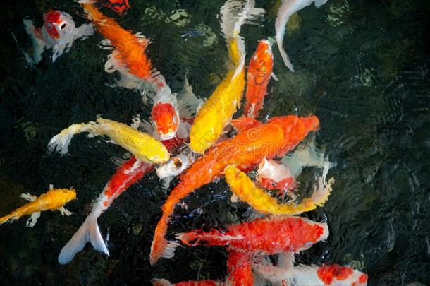富有色彩的认为挑剔鱼,锦鲤鱼,鱼日本人游泳塞浦路斯