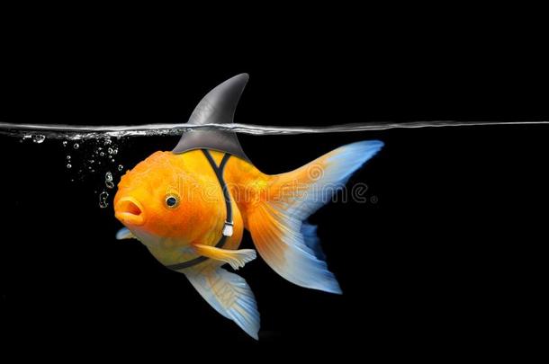 金鱼和鲨鱼鱼鳍游泳采用黑的水,金鱼和份