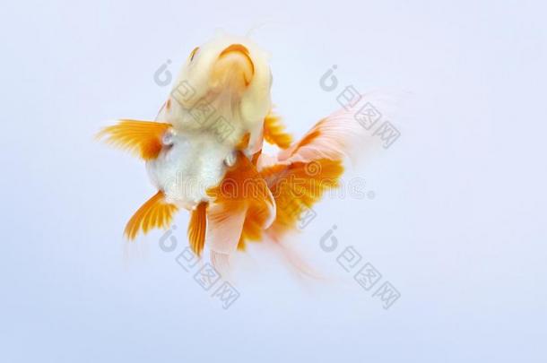 金鱼游泳向白色的背景,金鱼,装饰的浅绿色