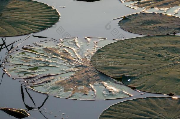 大的水百合花向指已提到的人湖