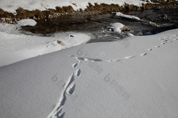 踪迹关于动物采用雪.鹿,大角麋,狼,狐,狗,猫爪子