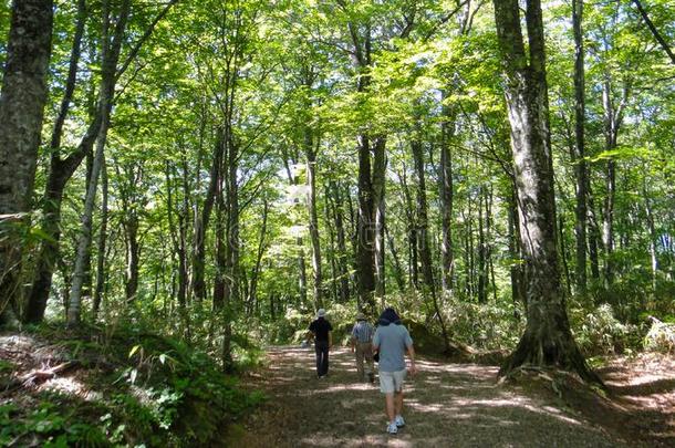 朱尼科num.十二湖采用指已提到的人白川方明-<strong>三七</strong>mounta采用ous地区