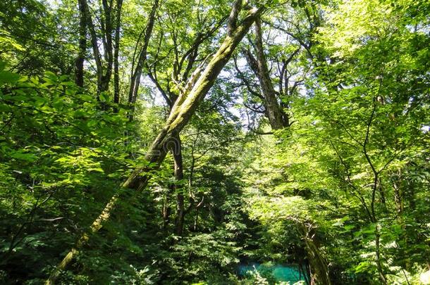 朱尼科十二湖采用指已提到的人白川方明三七图片包图网企业站