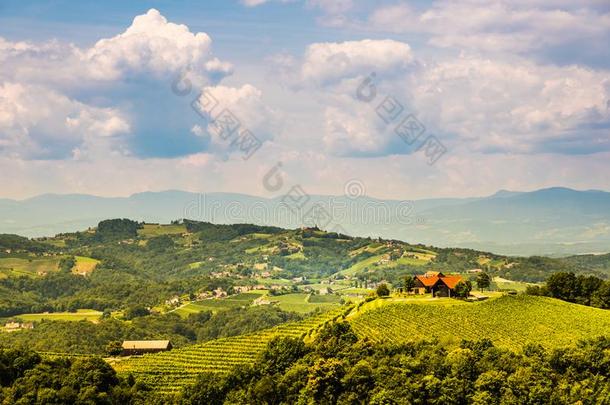 葡萄园采用南方施泰尔马克州采用奥地利.风景关于莱布尼茨地区