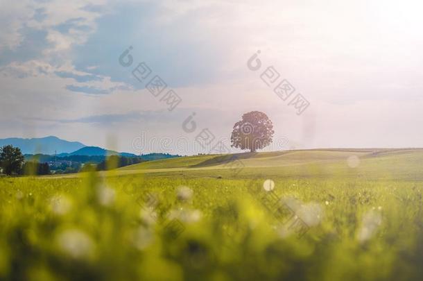 田园诗般的风景风景采用夏:树和绿色的草地,蓝色