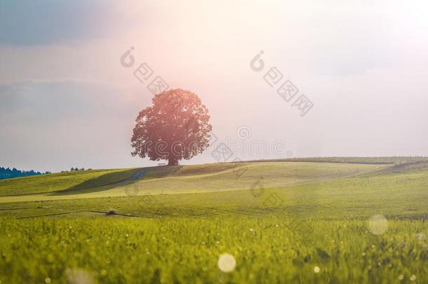 田园诗般的风景风景采用夏:树和绿色的草地,蓝色