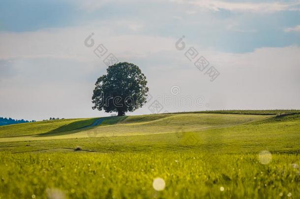 田园<strong>诗</strong>般的<strong>风景风景</strong>采用夏:树和绿色的草地,蓝色