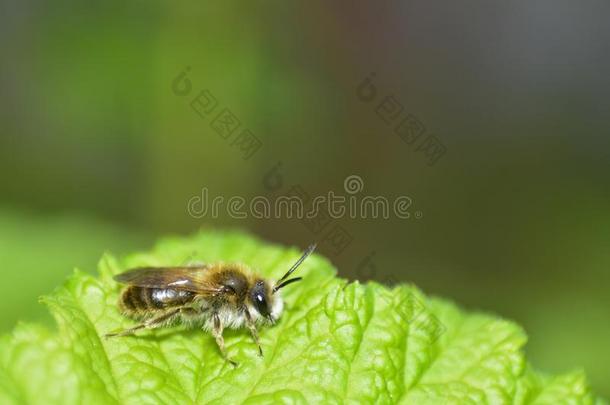一小的蜜蜂蜜蜂总料向绿色的叶子采用自然