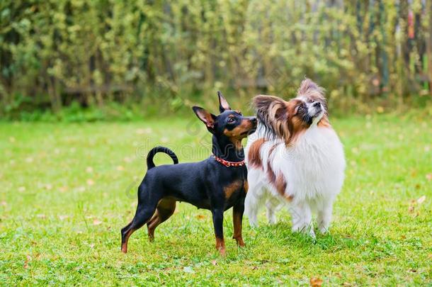 小型的宾切和碟耳长毛玩赏小狗纯种的公狗