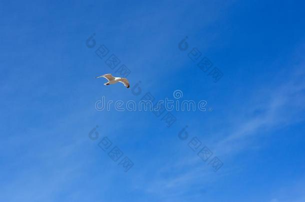一海鸥飞行的采用一蓝色夏天