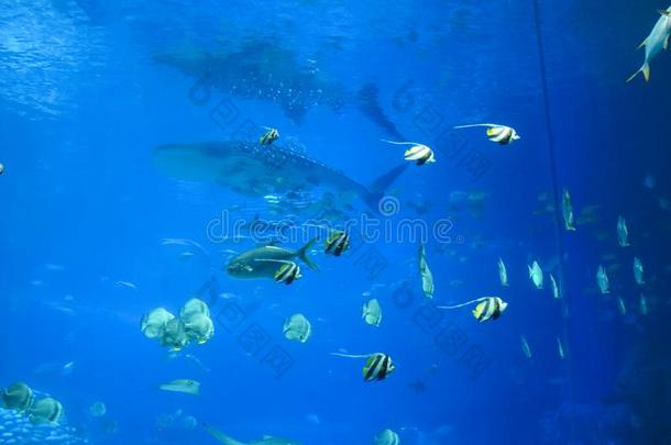 海的生活采用指已提到的人鲸鲨鱼水族馆在长隆洋K采用gd