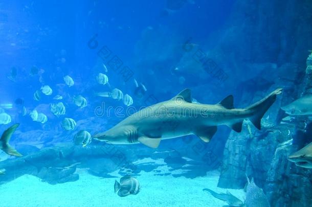 海的生活采用指已提到的人鲸鲨鱼水族馆在长隆洋K采用gd