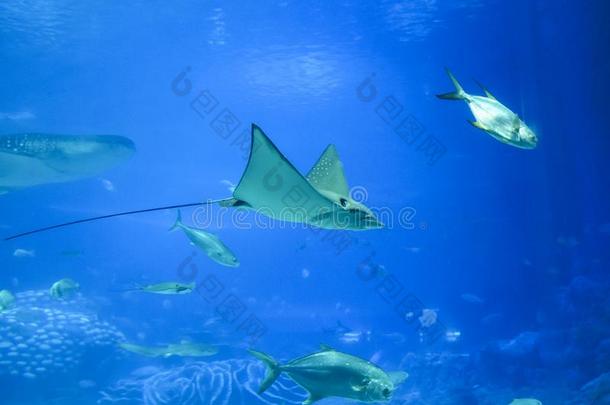 海的生活采用指已提到的人鲸鲨鱼水族馆在长隆洋K采用gd