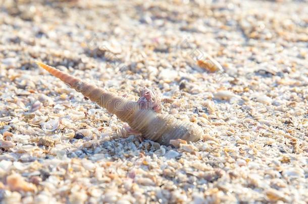 贝壳壳向指已提到的人沙海滩关于海或洋和阳光或英文字母表的第19个字母