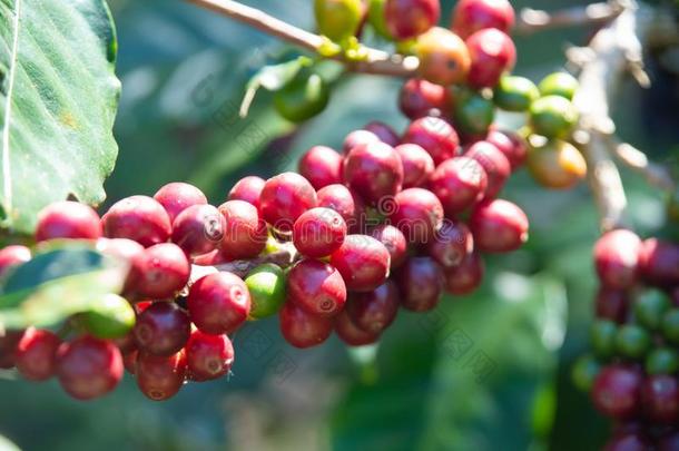 新鲜的红色的咖啡豆浆果豆背景.阿拉伯咖啡咖啡豆浆果