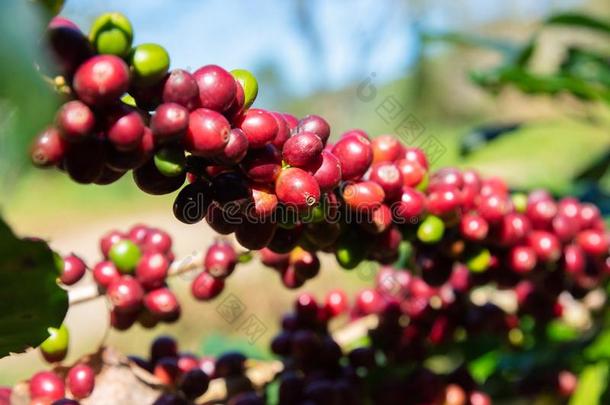 新鲜的红色的咖啡<strong>豆浆</strong>果豆背景.阿拉伯咖啡咖啡<strong>豆浆</strong>果