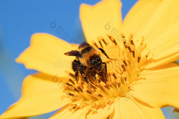 马克西坎向日葵.蜂蜜蜜蜂收集花蜜从黄色的孙弗洛