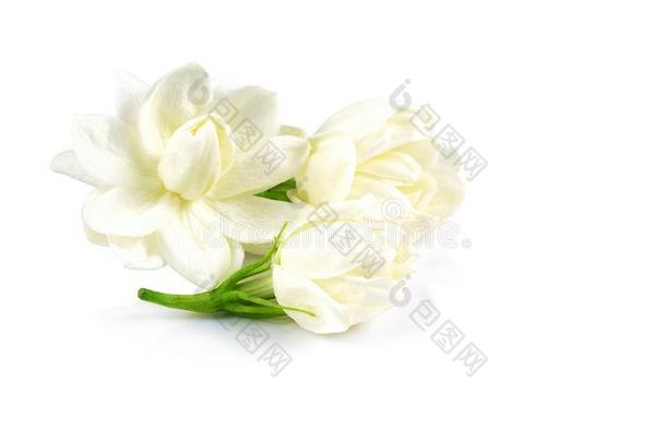 白色的茉莉花使隔离向白色的背景