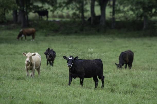 牛肉笨拙的男子采用夏牧草地