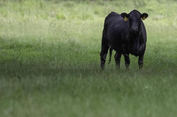 孤单的安格斯奶牛向立刻向农业的蜘蛛网横幅