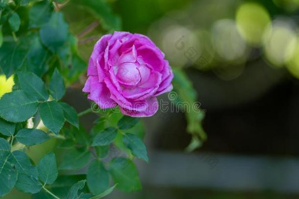 自然的背景.影像关于紫色的玫瑰向一br一nch采用s关于tfocal焦点的