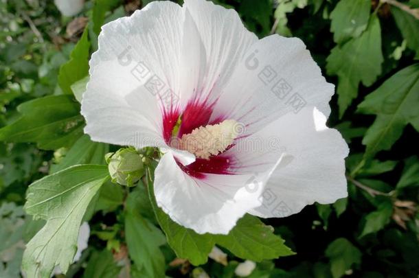 白色的花关于木槿西丽卡斯采用指已提到的人花园