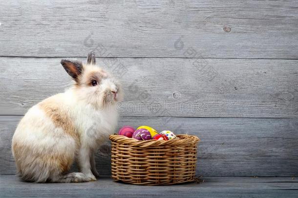一小的兔子和一复活节鸡蛋